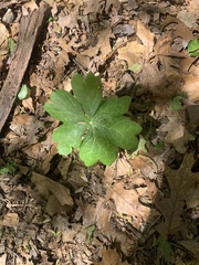 Podophyllum peltatum