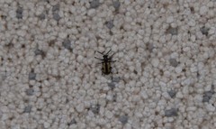 Crioceris paracenthesis