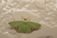 Comibaena procumbaria