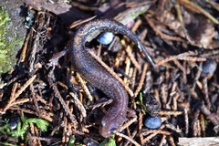 Plethodon angusticlavius