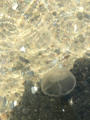 Cnidaria