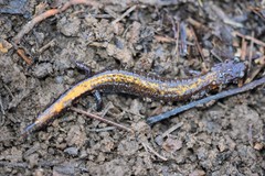 Plethodon angusticlavius