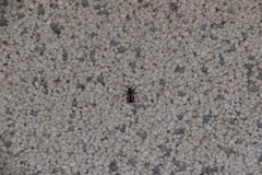 Crioceris paracenthesis