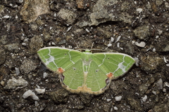 Comibaena nigromacularia