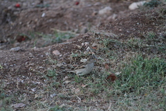 Passer domesticus