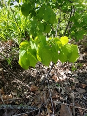 Tilia