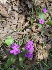 Phlox amoena