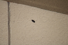 Armadillidium vulgare