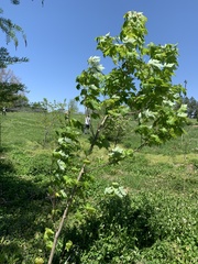 Acer saccharinum