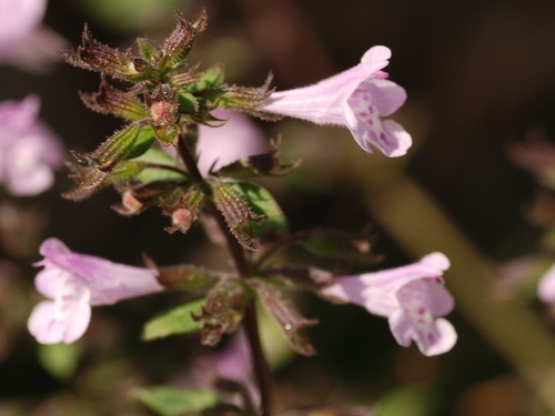 Lesser Calamint (Calamintha nepeta)