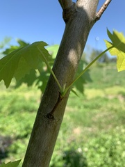 Acer saccharinum
