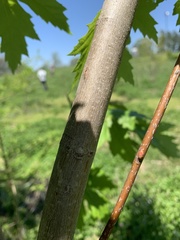 Acer saccharinum