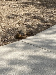Sciurus niger