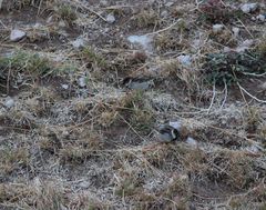 Passer domesticus