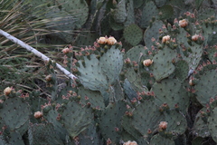 Opuntia