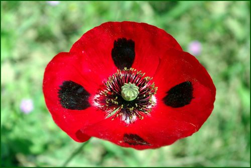 Papaver commutatum, photograph 4