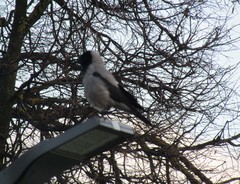 Corvus cornix