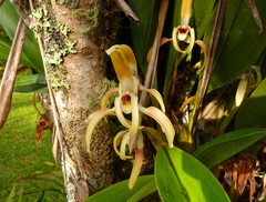 Maxillaria luteoalba