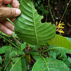 Palicourea guianensis
