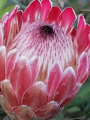 Protea compacta × susannae