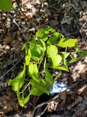 Tilia
