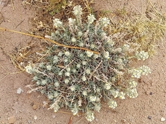 Oreocarya fulvocanescens