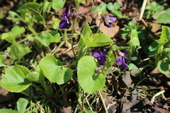 Viola odorata