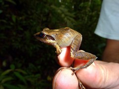 Pristimantis thectopternus