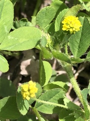 Medicago lupulina