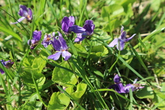Viola odorata