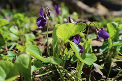 Viola odorata