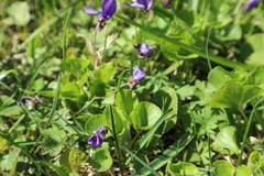 Viola odorata
