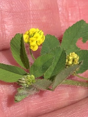 Medicago lupulina