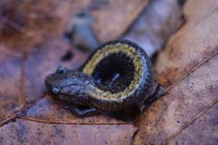 Plethodon angusticlavius