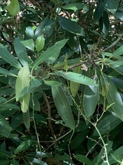 Rhododendron maximum