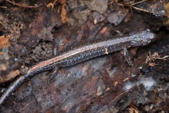 Plethodon angusticlavius