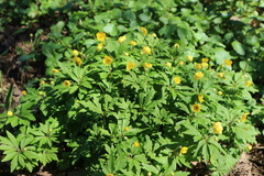 Anemonoides ranunculoides
