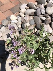 Phacelia integrifolia integrifolia