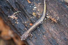 Plethodon angusticlavius