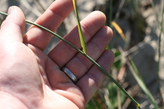 Ehrharta villosa