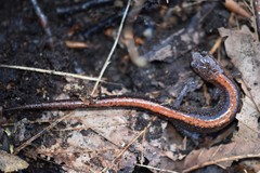 Plethodon angusticlavius