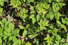 Aegopodium podagraria