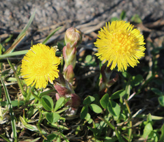 Tussilago farfara