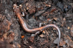 Plethodon angusticlavius