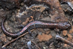 Plethodon angusticlavius