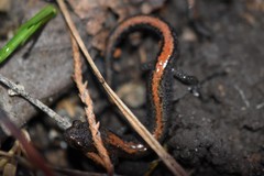 Plethodon angusticlavius