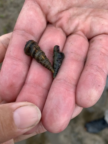 Cerithidea pliculosa, 2021-05-01