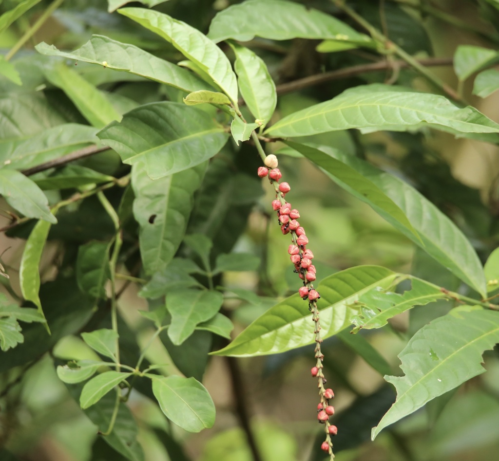Coccoloba acuminata; photograph (c) Aitor, some rights reserved (CC BY)