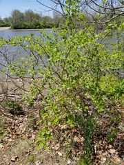 Physocarpus opulifolius