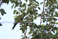 Myiopsitta monachus